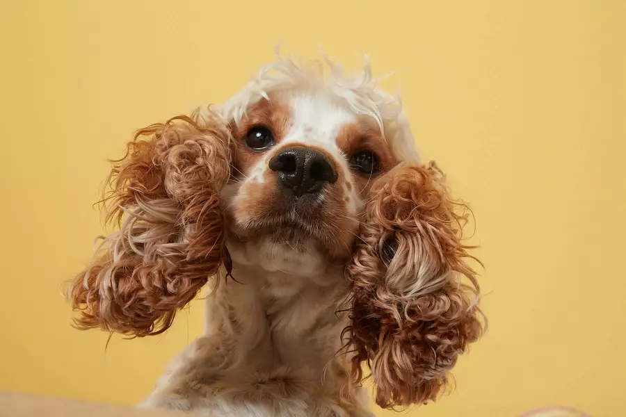 Why Do Dogs Stare At You?